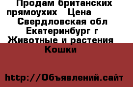 Продам британских прямоухих › Цена ­ 2 500 - Свердловская обл., Екатеринбург г. Животные и растения » Кошки   